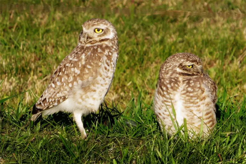 AVES
